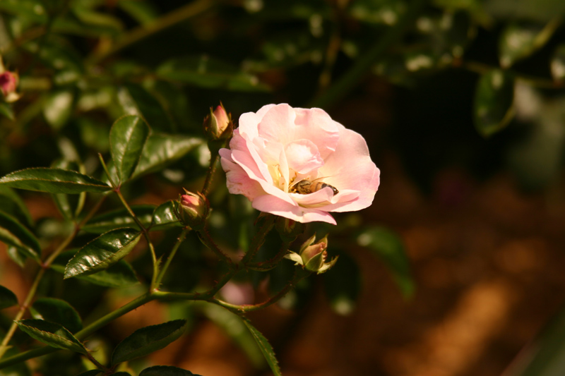 Rose-Garden-img_3047