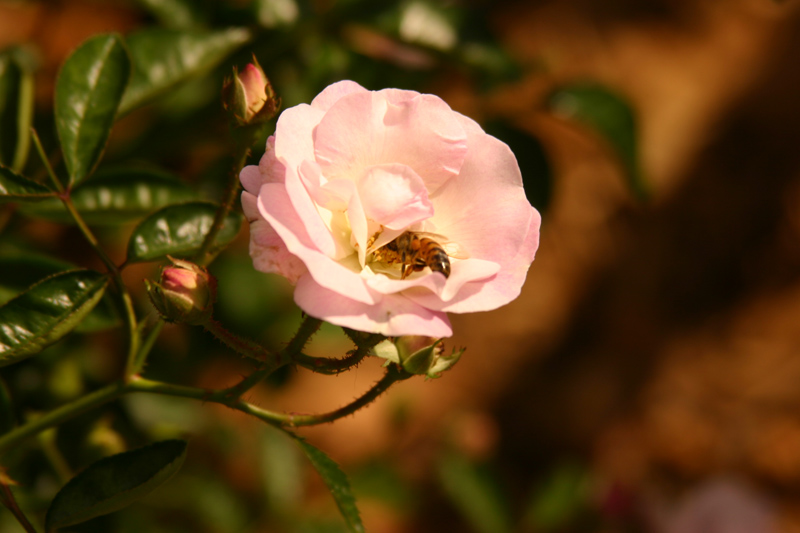 Rose-Garden-img_3048