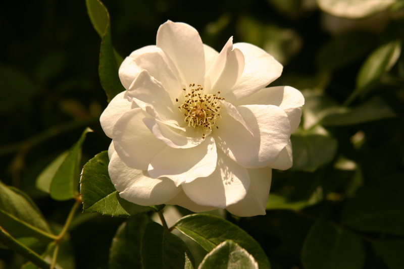 Rose-Garden-img_3056