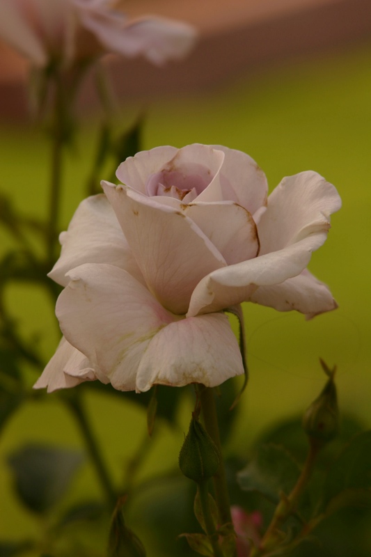 Rose-Garden-img_3060