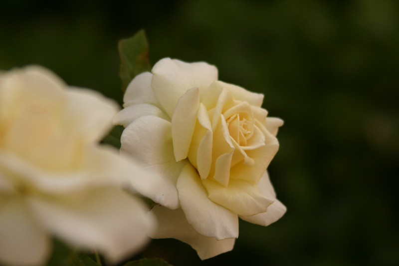 Rose-Garden-img_3067