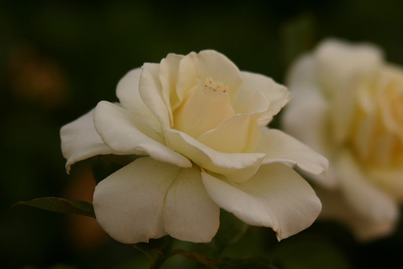 Rose-Garden-img_3068