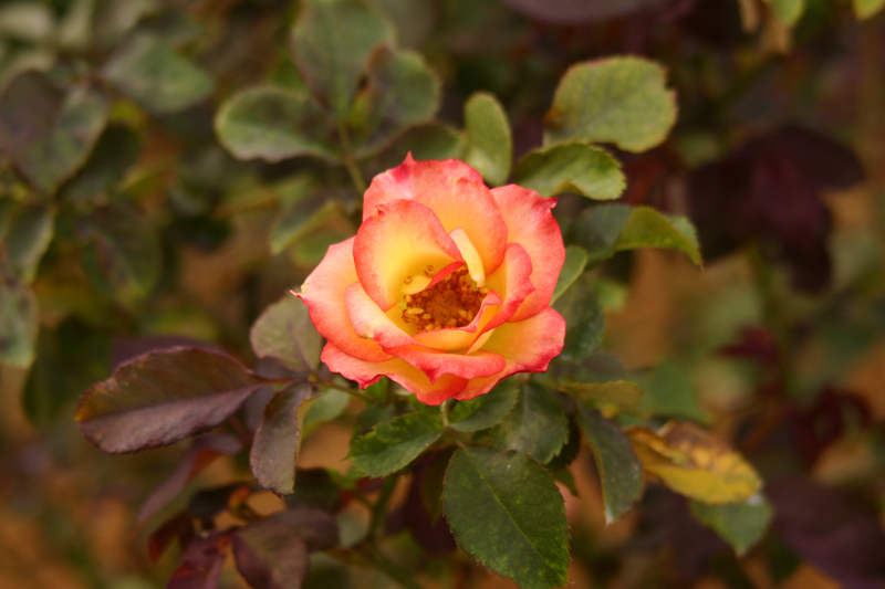 Rose-Garden-img_3069