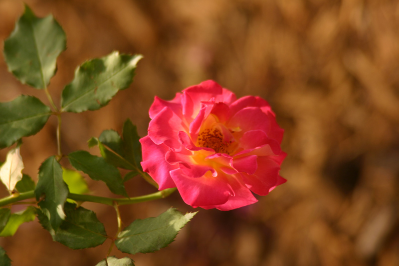 Rose-Garden-img_3074