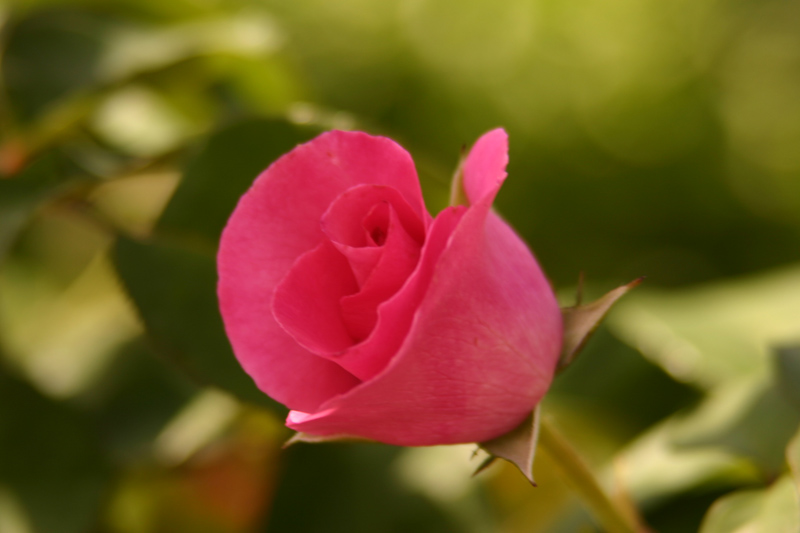 Rose-Garden-img_3076