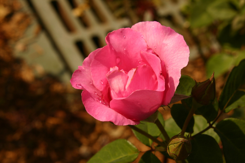 Rose-Garden-img_3078