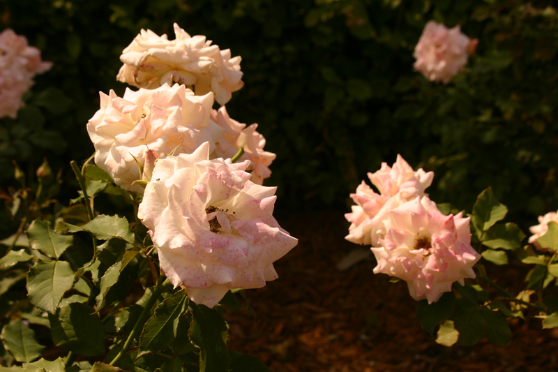 Rose-Garden-img_3088