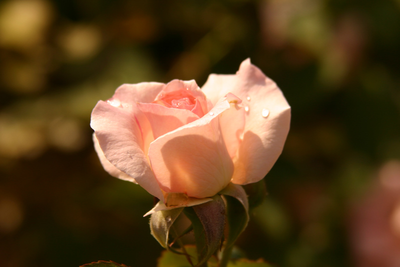 Rose-Garden-img_3089