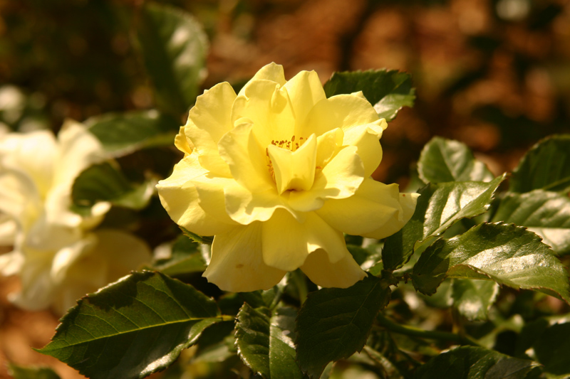 Rose-Garden-img_3097