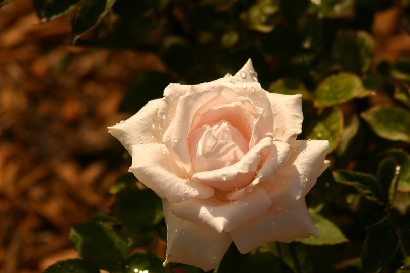 Rose-Garden-img_3098