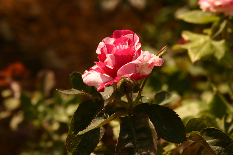 Rose-Garden-img_3101