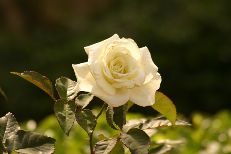 Rose-Garden-img_3103