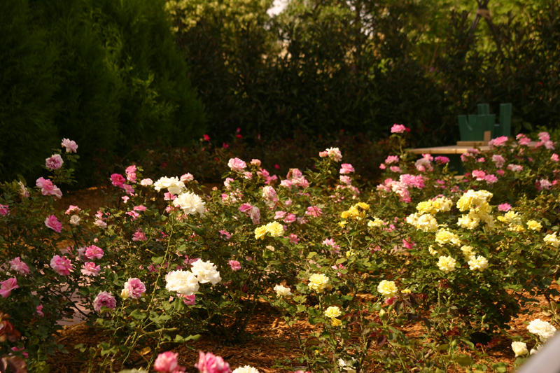 Rose-Garden-img_3104