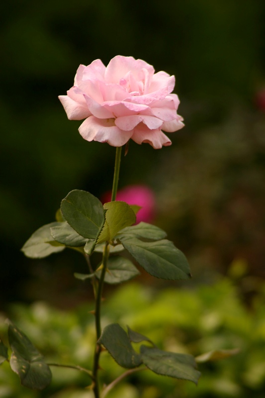 Rose-Garden-img_3105