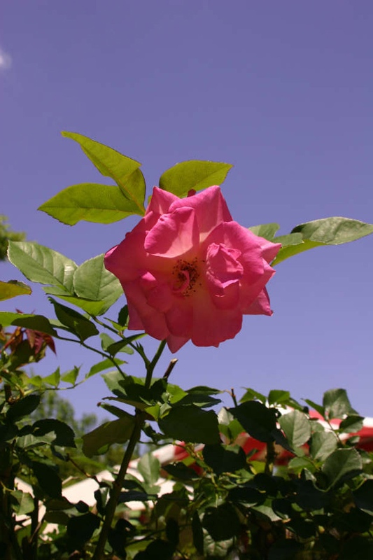 Rose-Garden-img_4410_3