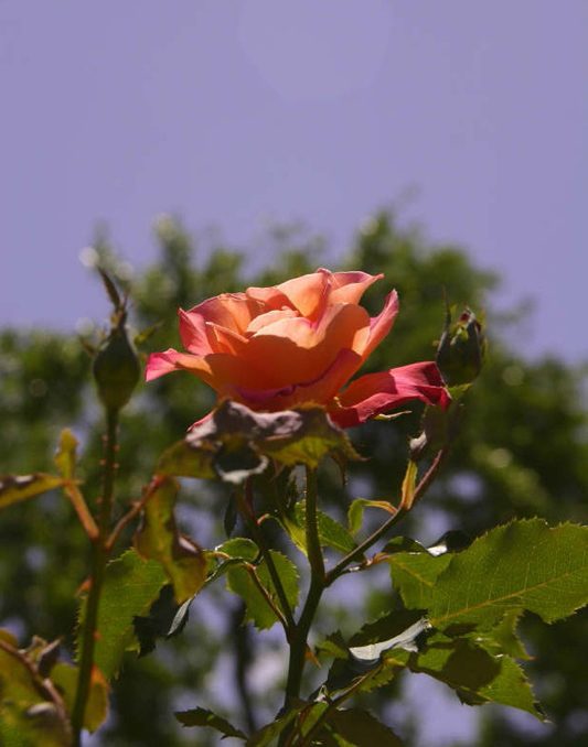 Rose-Garden-img_4412_4