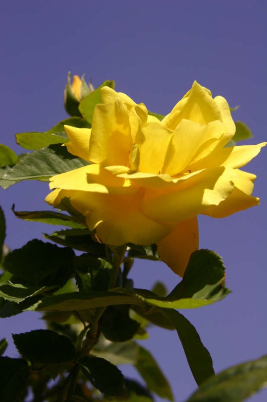 Rose-Garden-img_4414_5