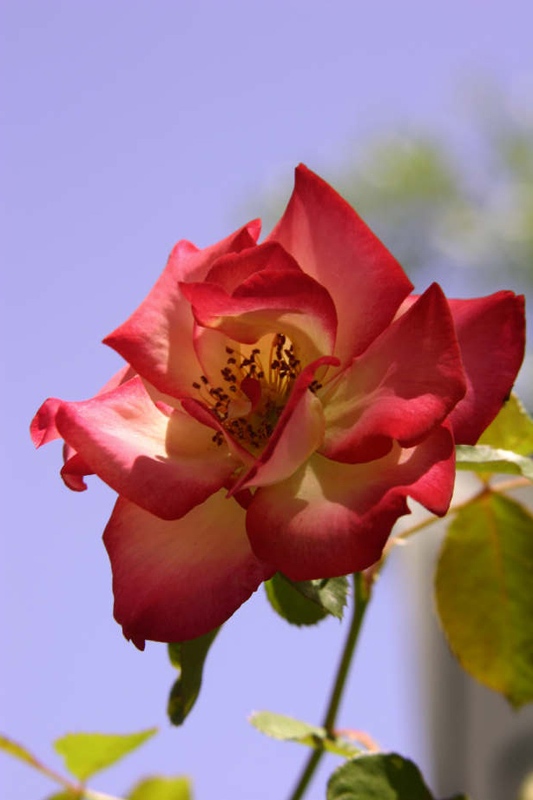 Rose-Garden-img_4418_2