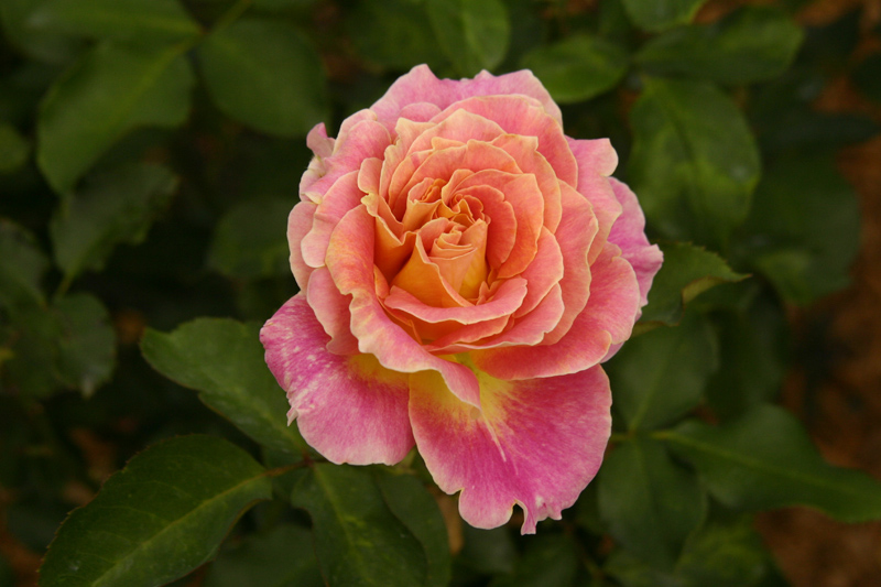 Rose-Garden-img_5105_4