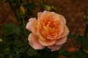 Rose-Garden-img_2664