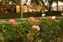 Rose-Garden-img_2668