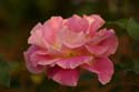 Rose-Garden-img_2670