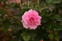 Rose-Garden-img_2673