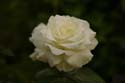 Rose-Garden-img_2675