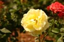 Rose-Garden-img_2955