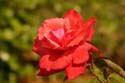 Rose-Garden-img_2959