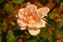 Rose-Garden-img_2960