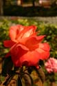 Rose-Garden-img_2965