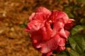 Rose-Garden-img_2966