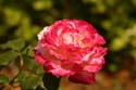 Rose-Garden-img_2968