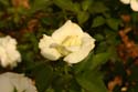 Rose-Garden-img_2974