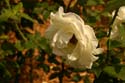 Rose-Garden-img_2975