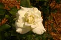 Rose-Garden-img_2978