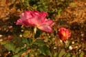 Rose-Garden-img_2979