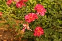 Rose-Garden-img_2982