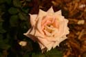 Rose-Garden-img_2983