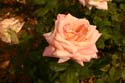 Rose-Garden-img_2984