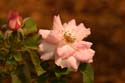 Rose-Garden-img_2987