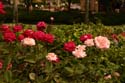 Rose-Garden-img_2989