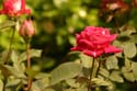 Rose-Garden-img_2992