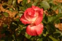 Rose-Garden-img_2995