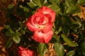 Rose-Garden-img_2997