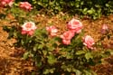 Rose-Garden-img_2998