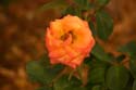 Rose-Garden-img_3001