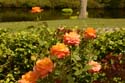 Rose-Garden-img_3003