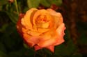 Rose-Garden-img_3004